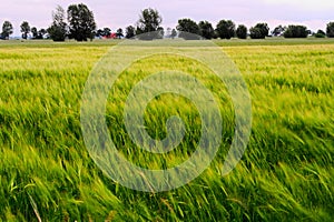 Barley Hordeum vulgare growing on field with ears of grain blurred by wind and long exposure. Rural countryside landscape.