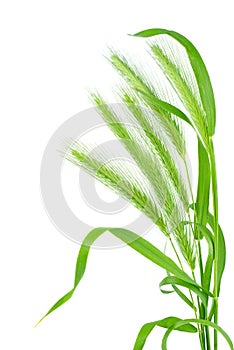 Barley Hordeum vulgare isolated on a white