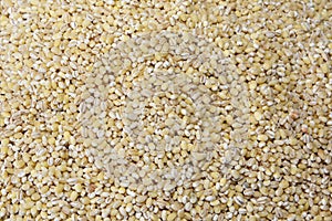 Barley Hordeum vulgare is a major cereal grain grown in temperate climates globally