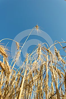 Barley (Hordeum vulgare), photographed from below