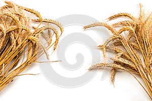 Barley macro. Whole, barley, harvest wheat sprouts. Wheat grain ear or rye spike plant isolated on white background, for cereal