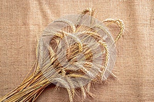 Barley macro. Whole, barley, harvest wheat sprouts. Wheat grain ear or rye spike plant on linen texture or brown natural cotton