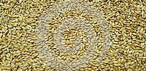 Barley malt in grains