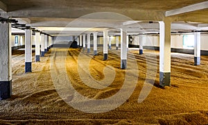 Barley malt on malting floor in distillery, Scotland