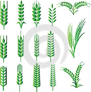 Barley oat vectors