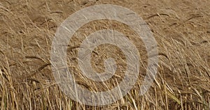 Barley and onion fields , Loiret depatment, France