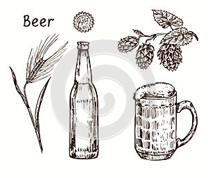 Barley plant, beer cap and bottle, hops branch and glass mug with beer.