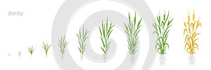 Barley plant growth stages development. Hordeum vulgare. Harvest progression. Ripening period.