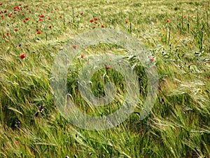 Barley and poppy field