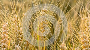 An ear of Barley