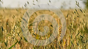 Barley in the field at sunset