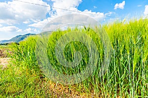 Barley or rye crop ready to harvest in Umbria