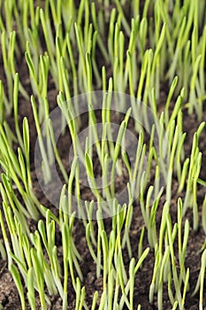 Barley seedlings