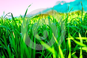 Barley seedlings on the mountain