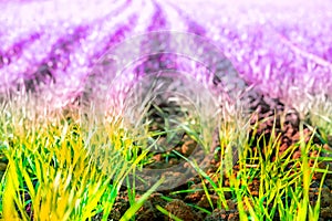 Barley seedlings on the mountain