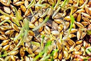 Barley seedlings or sprouts, concept fresh, healthy micro greens