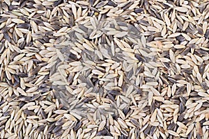 Barley Seeds