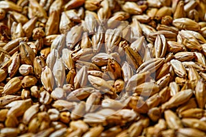 Barley seeds for beer production