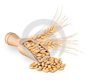 Barley seeds and ears isolated on white background