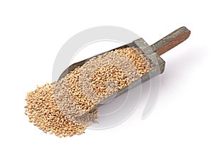 Barley seeds in old metal scoop