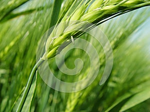 barley spike photo
