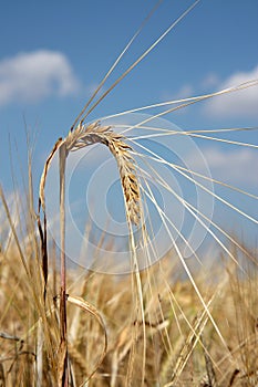 Barley spike against blue sky