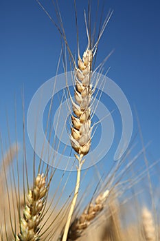 Barley spike against blue sky