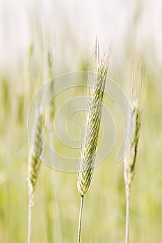 Barley spike