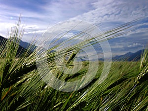 Barley spike on field