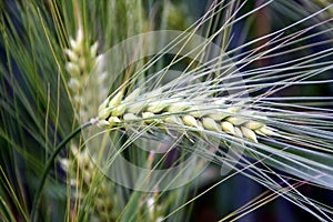 Barley spike macro photo