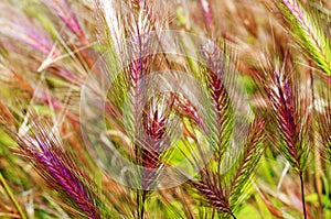 Barley spikes