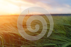 barley with spikes in field, back lit cereal crops plantation in sunset