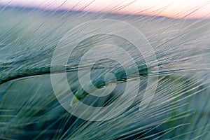 barley with spikes in field, back lit cereal crops plantation in sunset