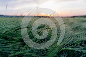 barley with spikes in field, back lit cereal crops plantation in sunset