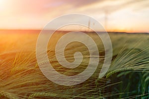 barley with spikes in field, back lit cereal crops plantation in sunset