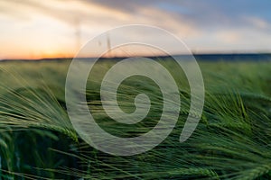 barley with spikes in field, back lit cereal crops plantation in sunset