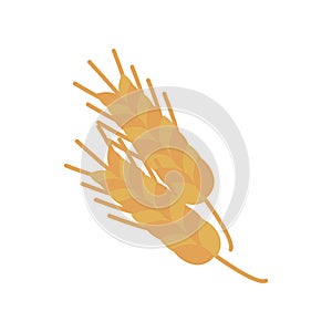 Barley spikes flat style icon