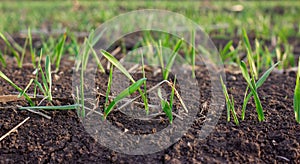 Barley sprouts germinate from the soil in the field. Row of sprouted grain, leaves of agricultural plants.