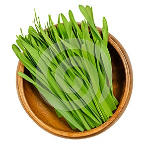 Barley sprouts, microgreen, green shoots and seedlings in wooden bowl