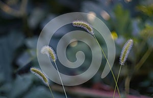 Barley stalks bent bke photo