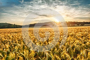 Barley at sunset photo