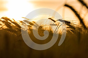 Barley or Wheat Farm Field at Golden Sunset or Sunrise