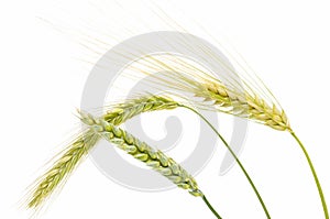 Barley, wheat and rye