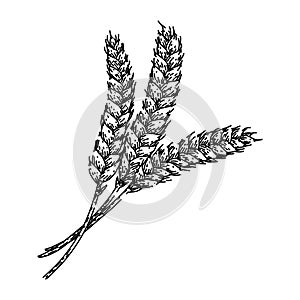 barley wheat sketch hand drawn vector