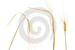 Barley yellow spikelets with ripe grains isolated on white background, vertical