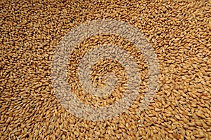 Barleycorn background