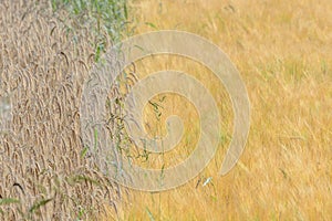 Barleys and corns field