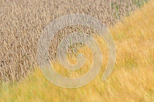 Barleys and corns field