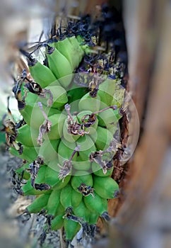 Barlin banana tree.  The banana grows in the middle of the tree. Rare and strange events that have occurred in Indonesia