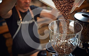 A barmen is pouring roasted coffee beans into the grinder apparatus. Coffee, beverage, producing